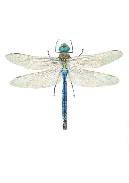 Blue Emperor Dragonfly