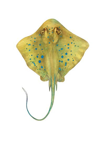 Blue-spotted Stingray