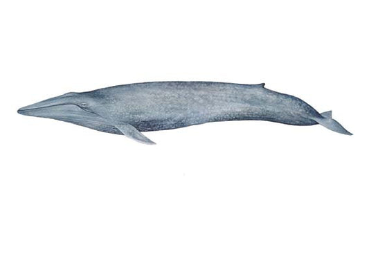 Blue Whale