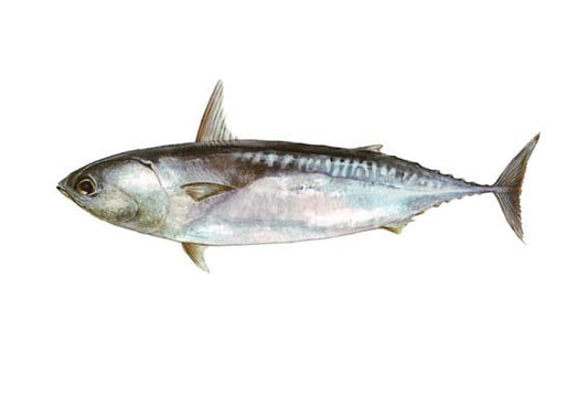 Bullet Tuna