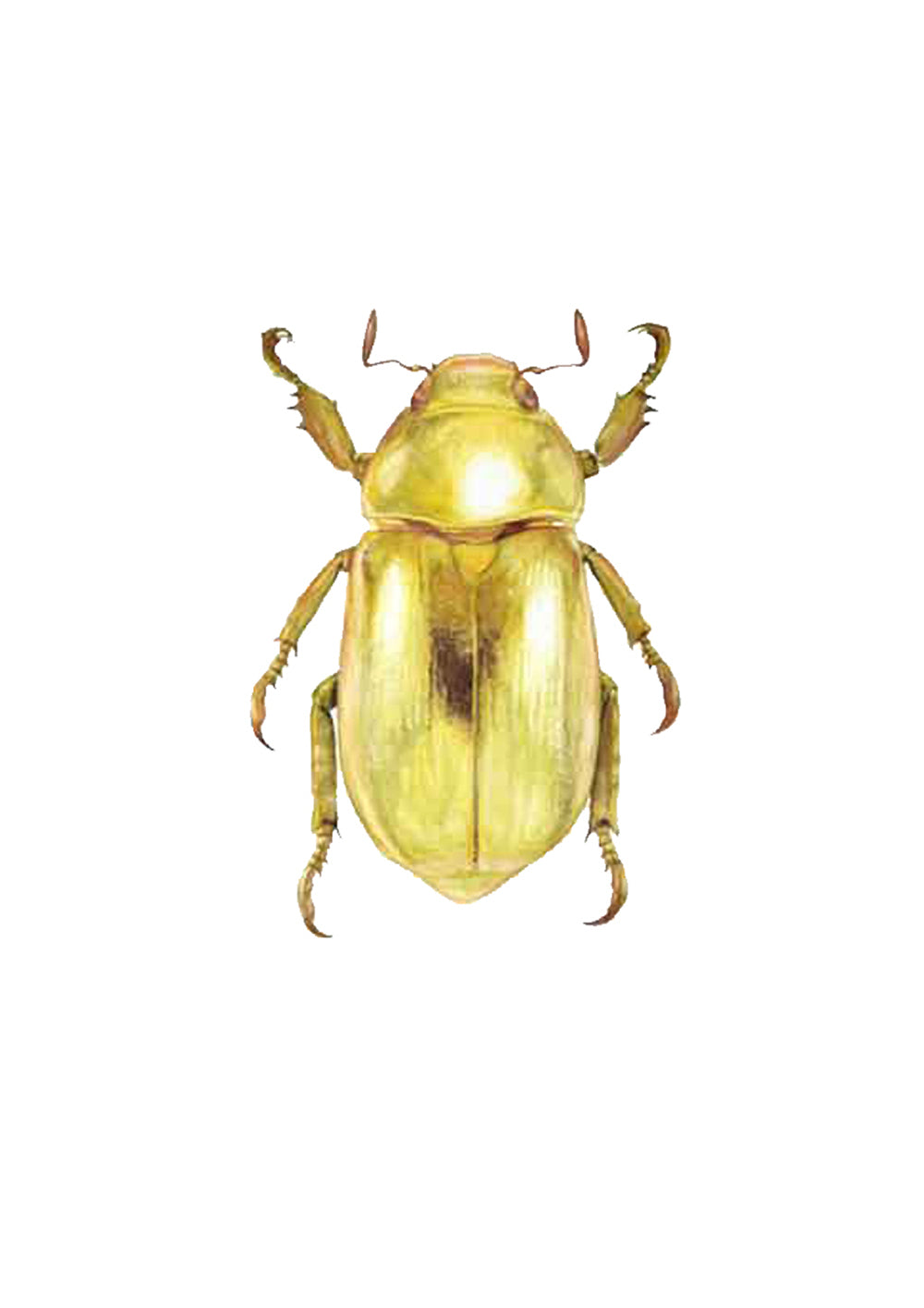 Golden Jewel Beetle