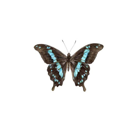 Horniman Butterfly