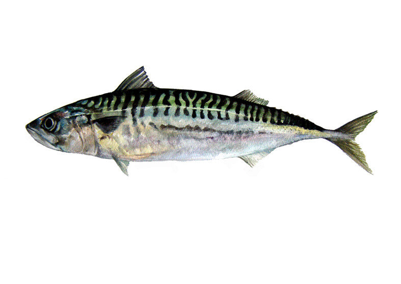 Mackerel