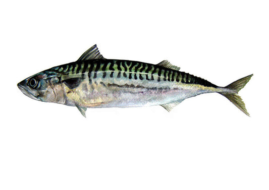 Mackerel