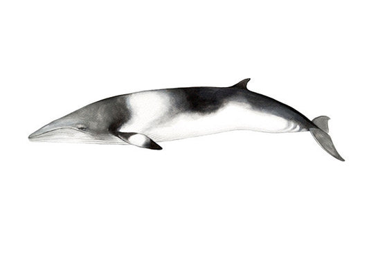 Minke Whale