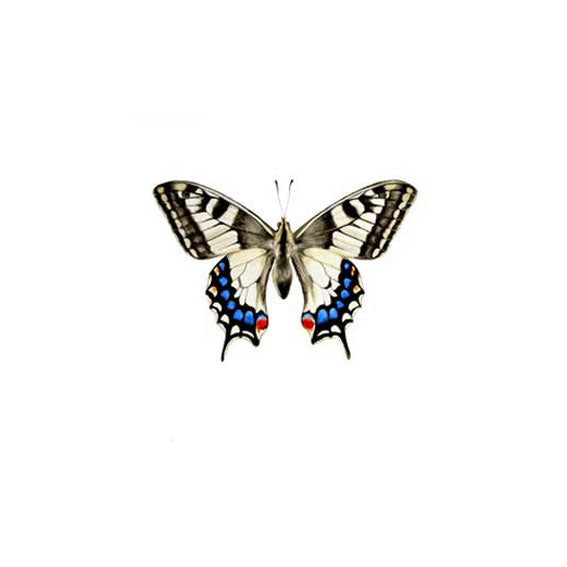 Old World Swallowtail Butterfly