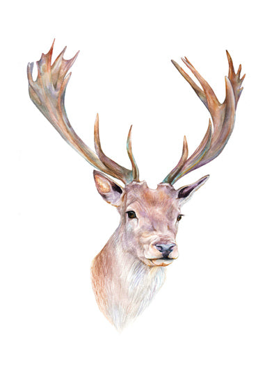 Red Deer Stag
