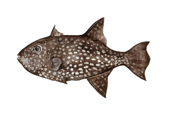 Rough Triggerfish