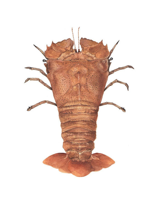 Slipper Lobster