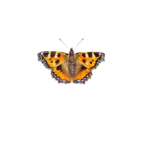 Small Tortoiseshell Butterfly
