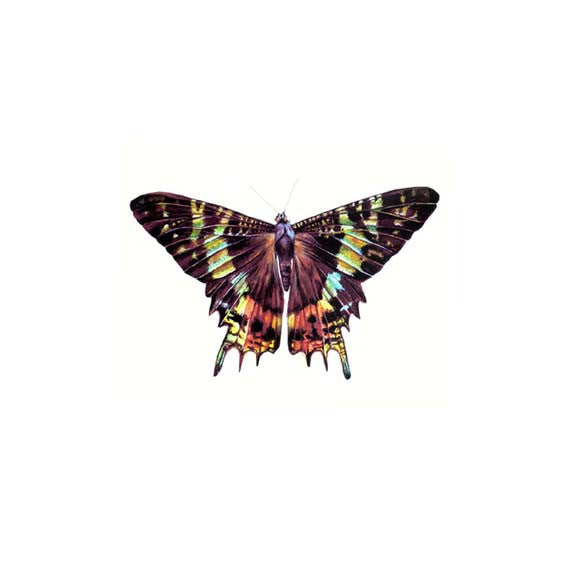 Sunset Moth