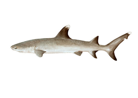 Whitetip Reef Shark