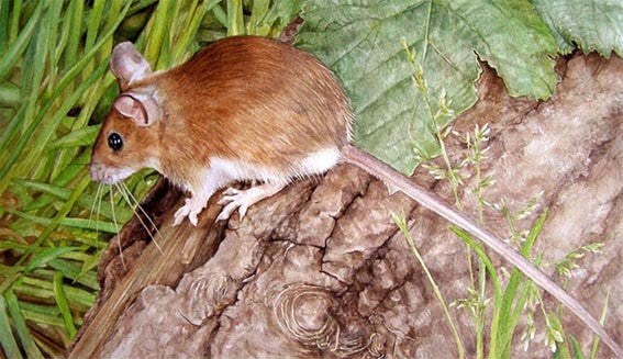 Woodmouse