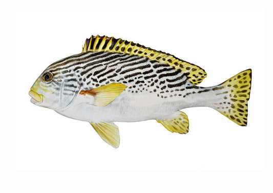 Yellow-banded Sweetlips