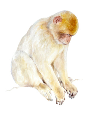 Competition Entry to the Wildlife Artist of the Year