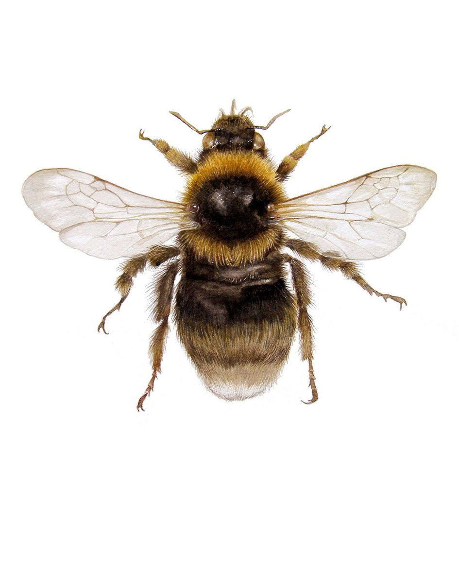 Insect Illustrations