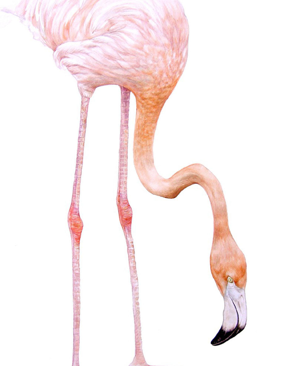 Bird Illustrations