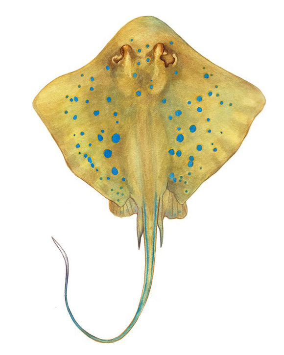 Marine Life Illustrations