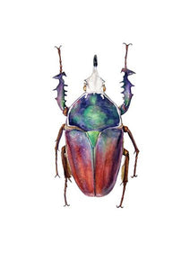 African Flower Beetle