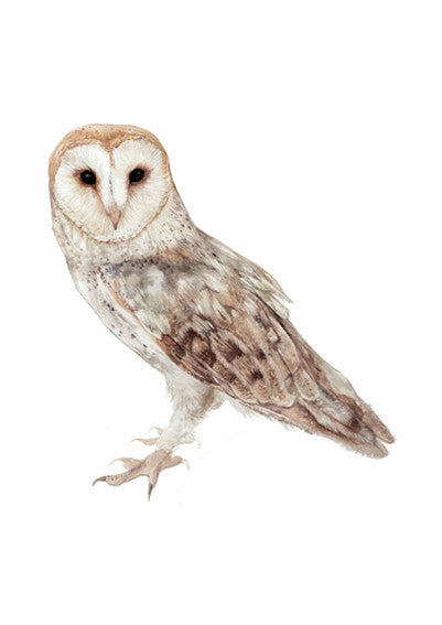 Barn Owl