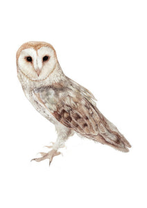 Barn Owl