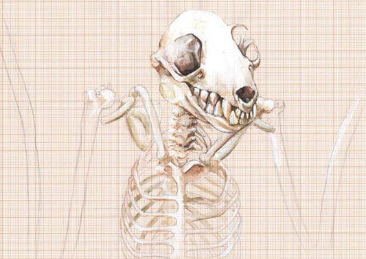 Bat Skeleton