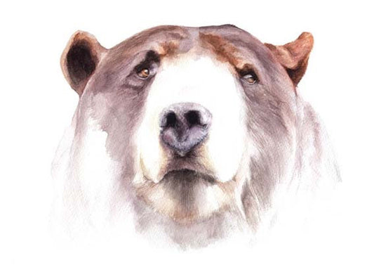 Bear