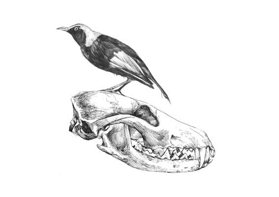 Miner Bird Fox Skull