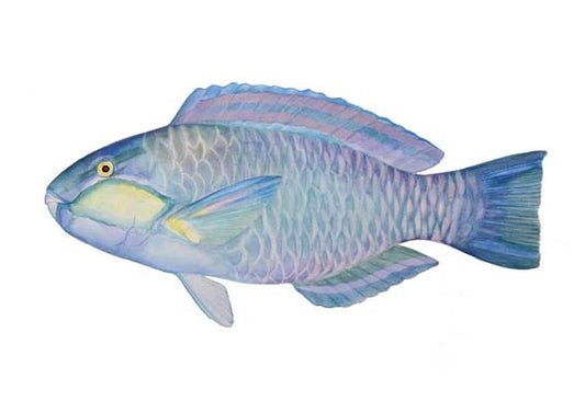 Bleeker's Parrotfish