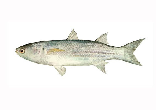 Blue Spot Mullet