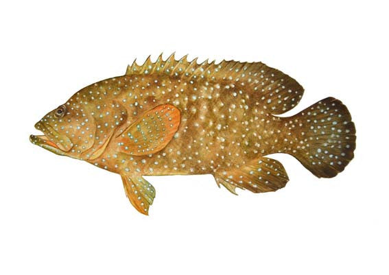 Blue-spotted Hind