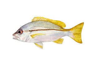 Brownstripe Red Snapper