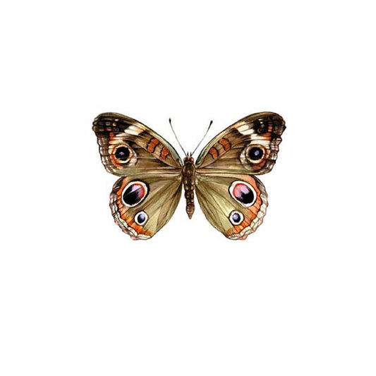 Buckeye Butterfly