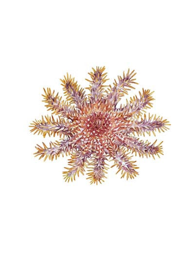 Crown of Thorns