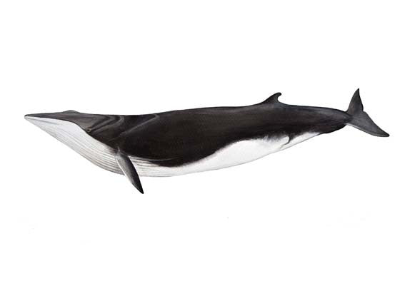 Fin Whale