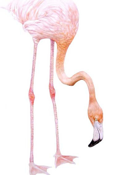 Flamingo Legs