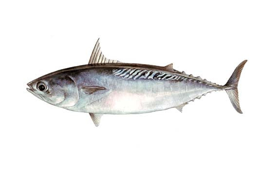 Frigate Tuna