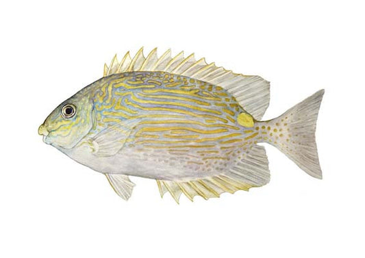 Golden Lined Spinefoot