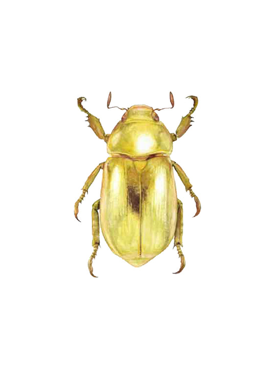 Golden Jewel Beetle