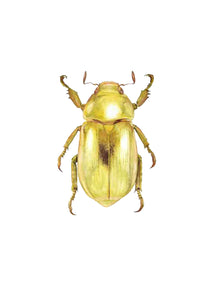 Golden Jewel Beetle