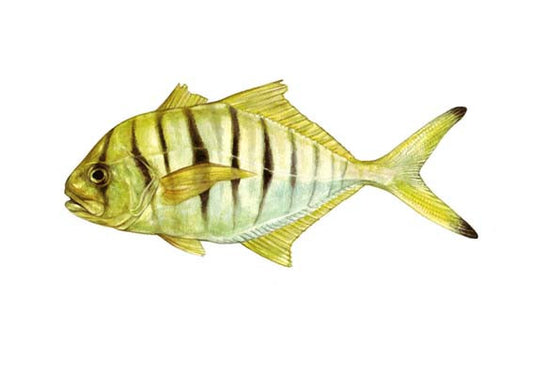 Golden Trevally