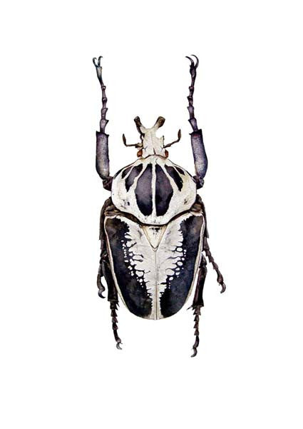 Goliath Beetle