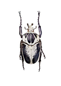 Goliath Beetle