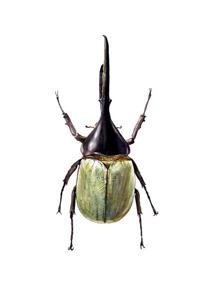 Hercules Beetle