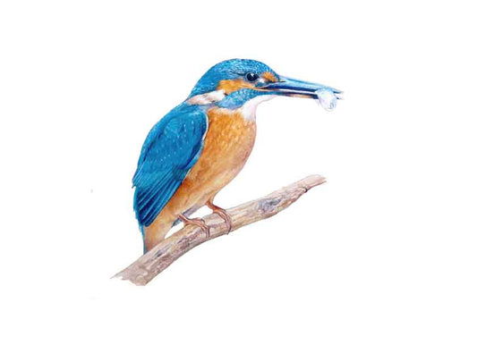 Kingfisher