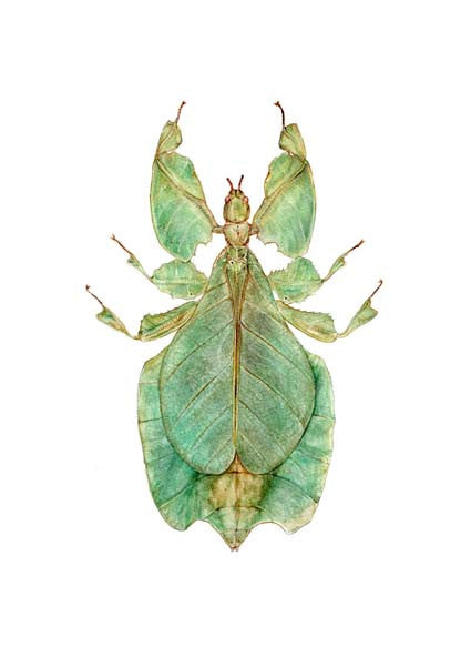 Leaf Insect Scetch Leaf Insect – Hazel Adams