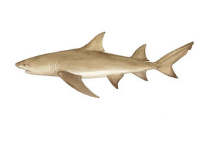 Lemon Shark