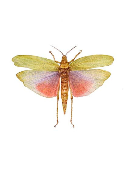 Locust