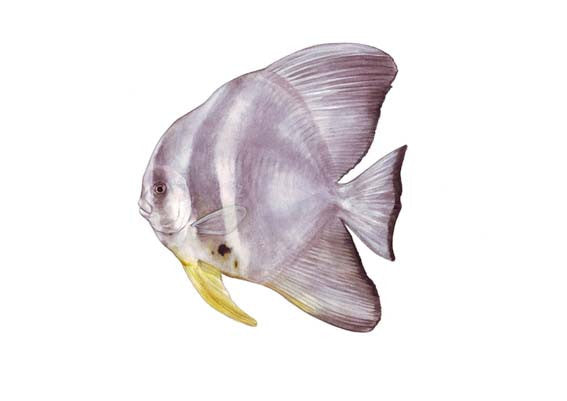 Longfin Batfish