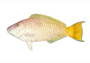 Longnosed Parrotfish